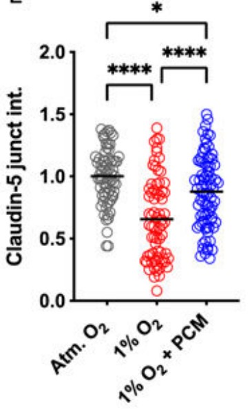 Junctional intensity of claudin-5.jpg